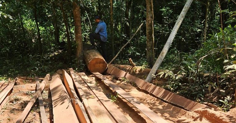 Duas pessoas foram presas em flagrante por extração ilegal de madeira dos tipos cumaru-ferro e maçaranduba no interior da Terra Indígena Mawetek, onde vive o povo Kanamari Tüküna, no município de Eirunepé (AM). A ação ocorreu na segunda-feira (20) durante a Operação Mawetek, deflagrada pela Polícia Civil do Amazonas, com apoio da Fundação Nacional dos Povos Indígenas (Funai), por meio da Coordenação Técnica Local (CTL) Eirunepé.